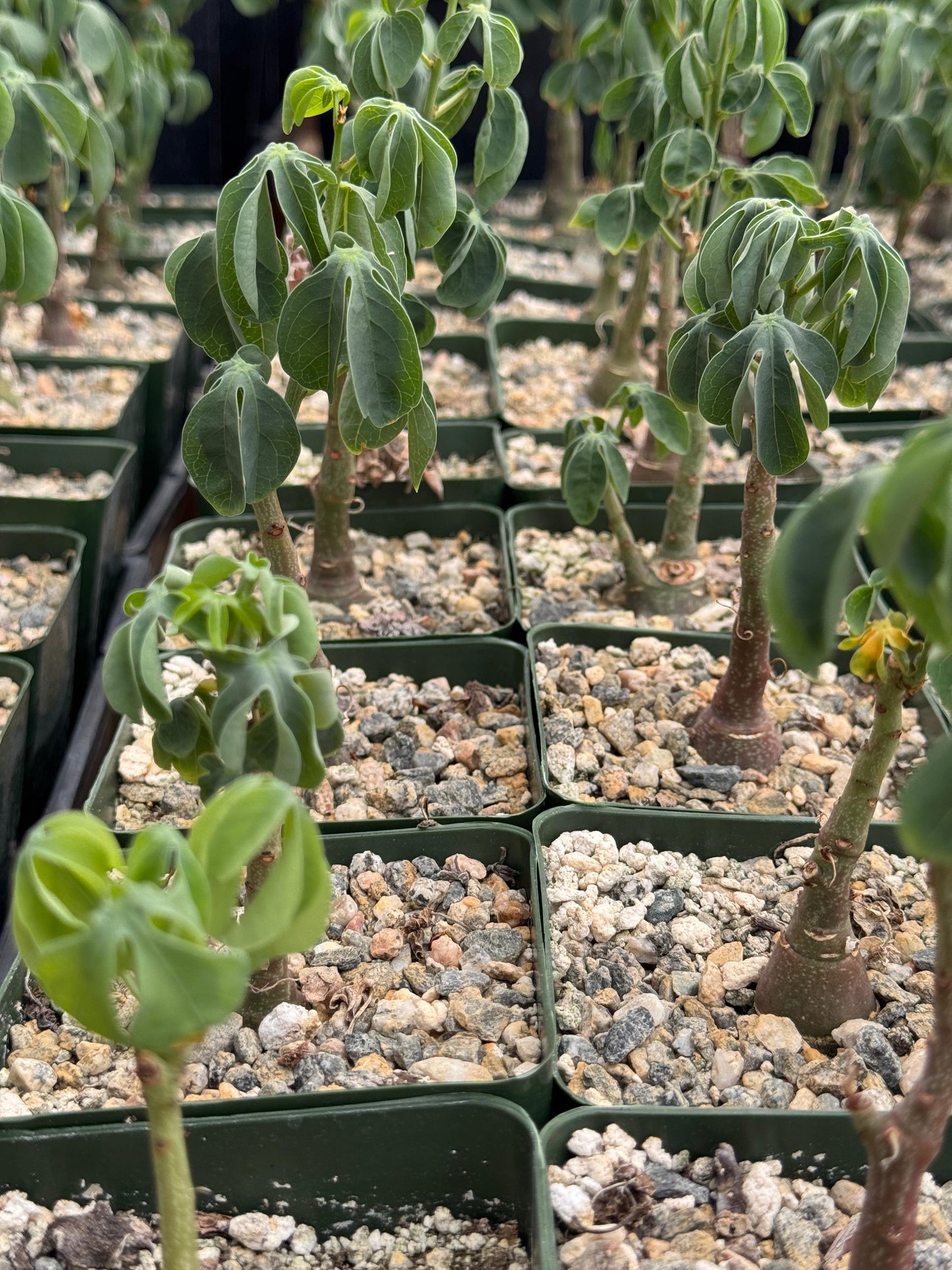 Adenia glauca 4” (M)