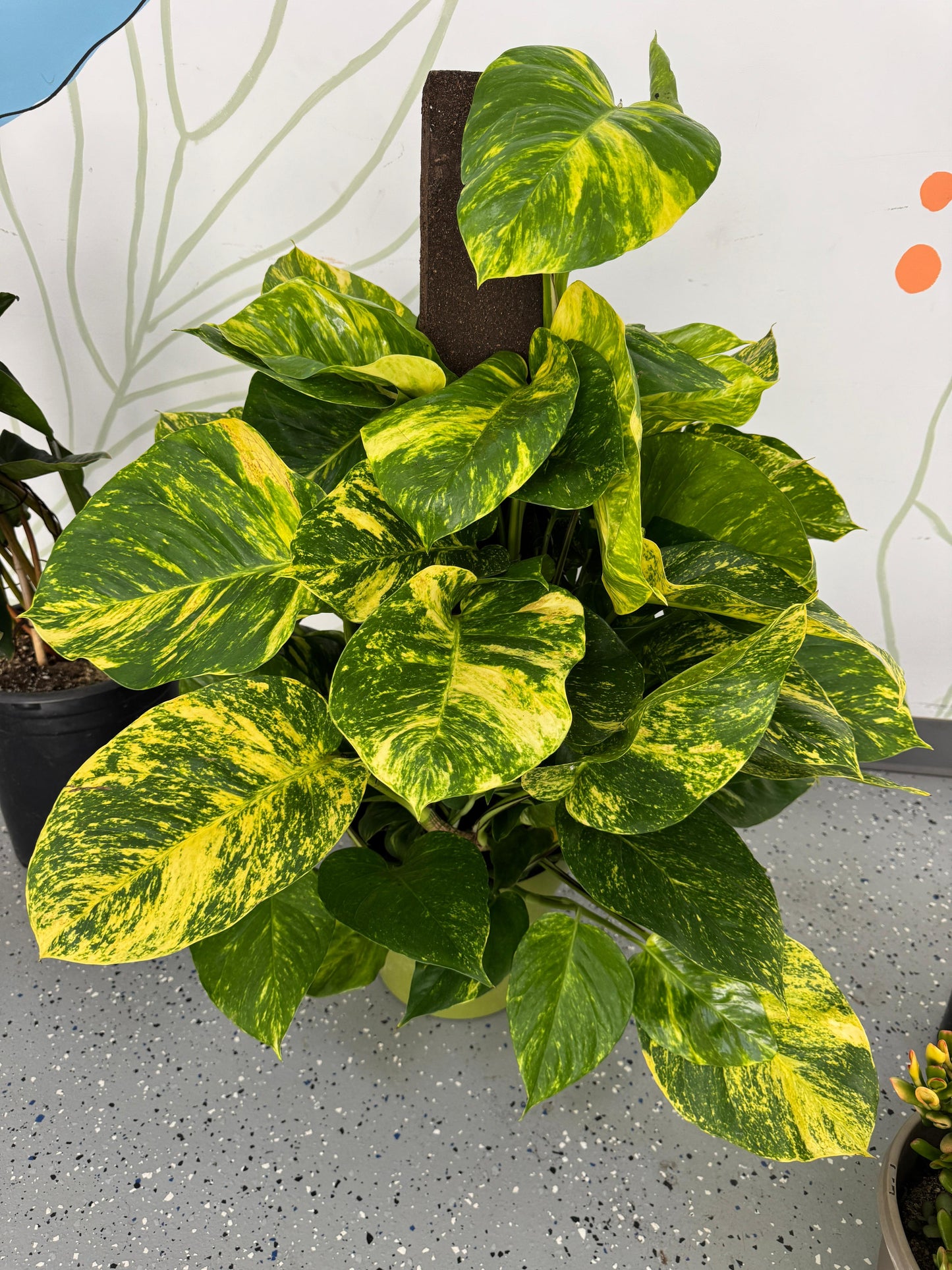 Pothos hawaiano gigante variegado 10”