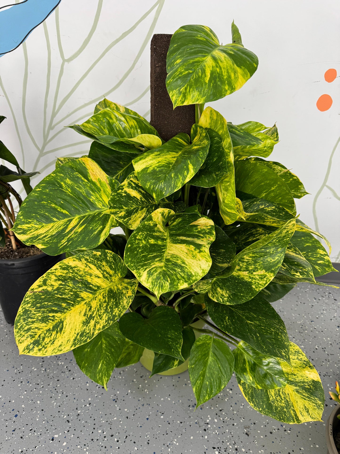 Pothos hawaiano gigante variegado 10”