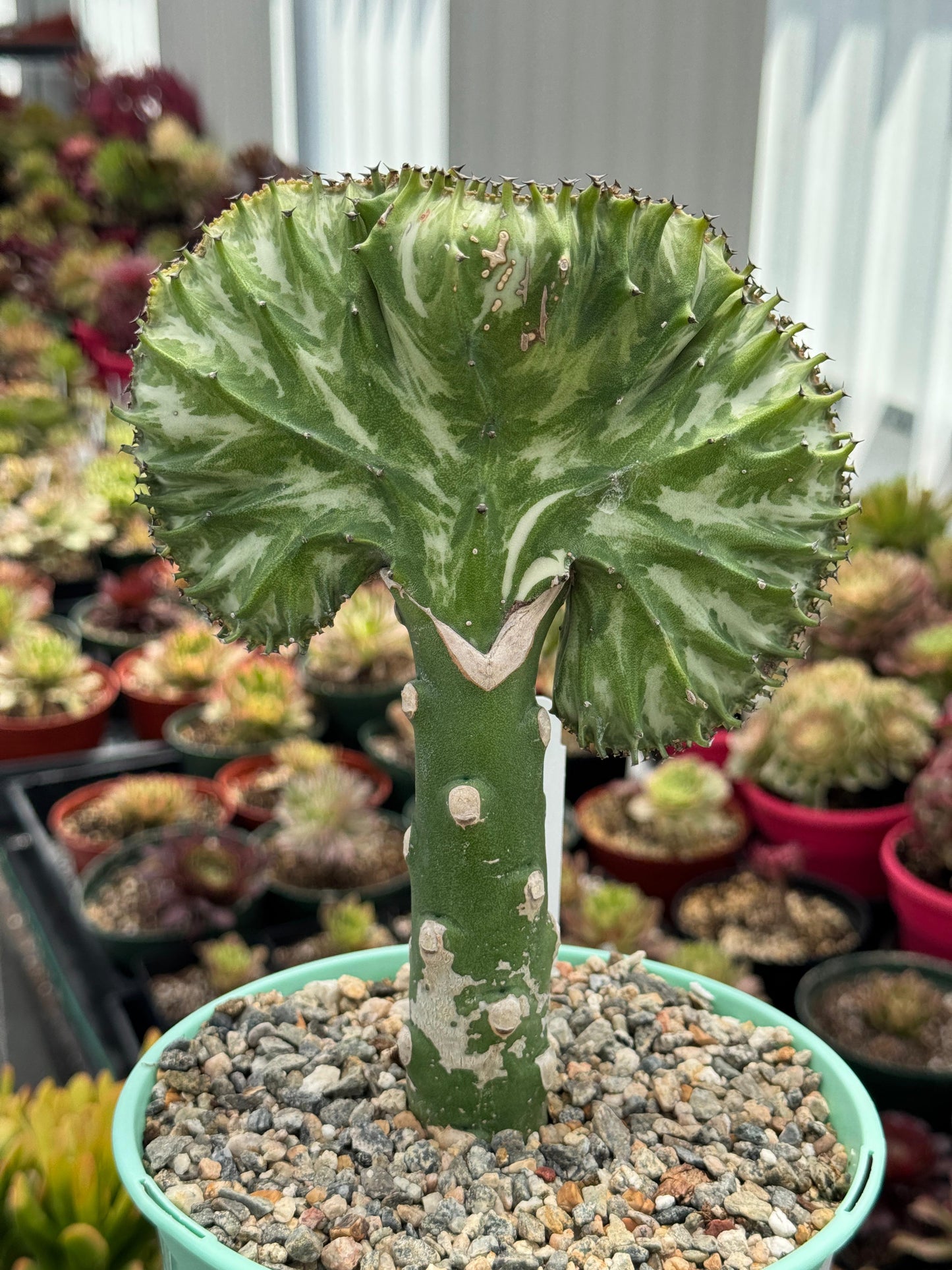 Euphorbia lactea crestada verde
