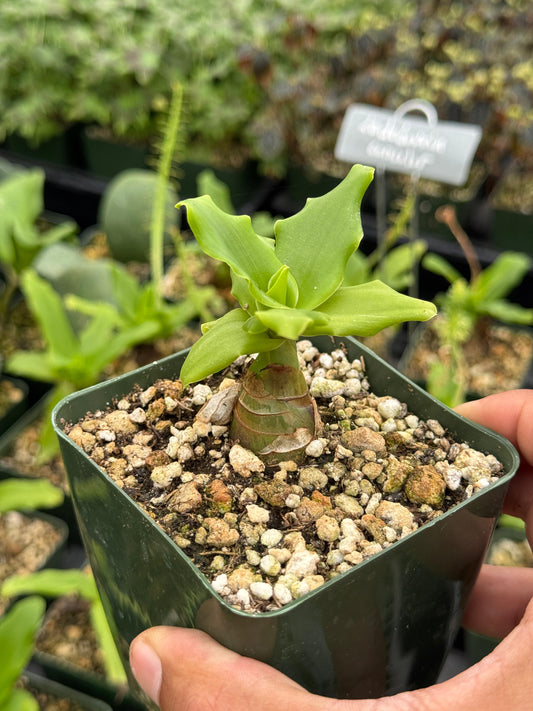 Ledebouria concolor