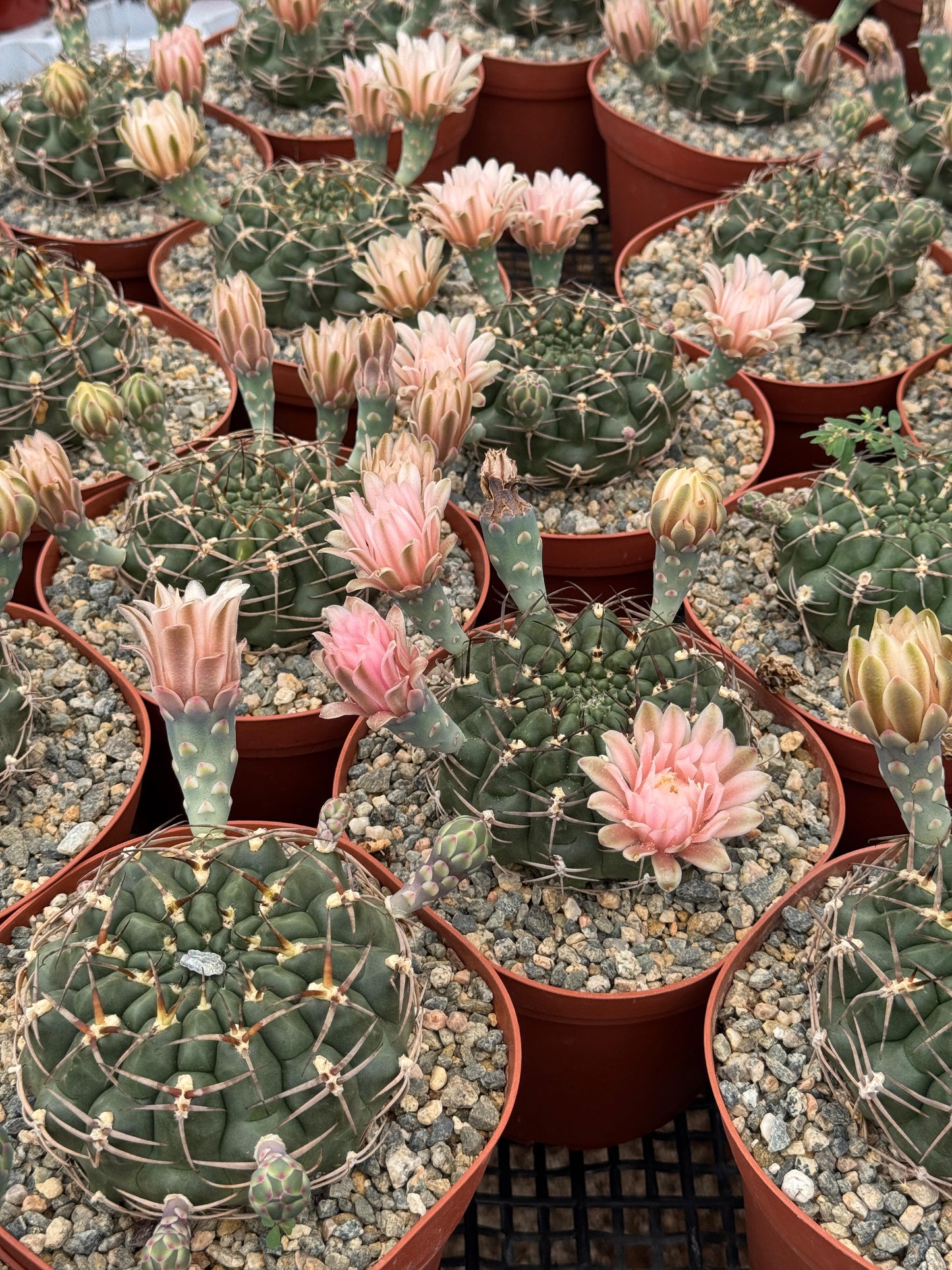 Gymnocalycium schickendantzii
