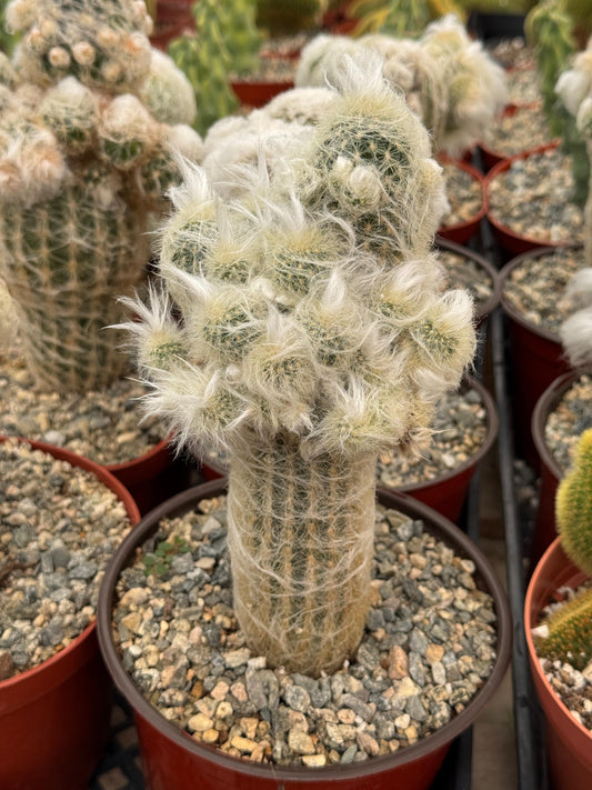 Espostoa melanostele f. Mounstruosa