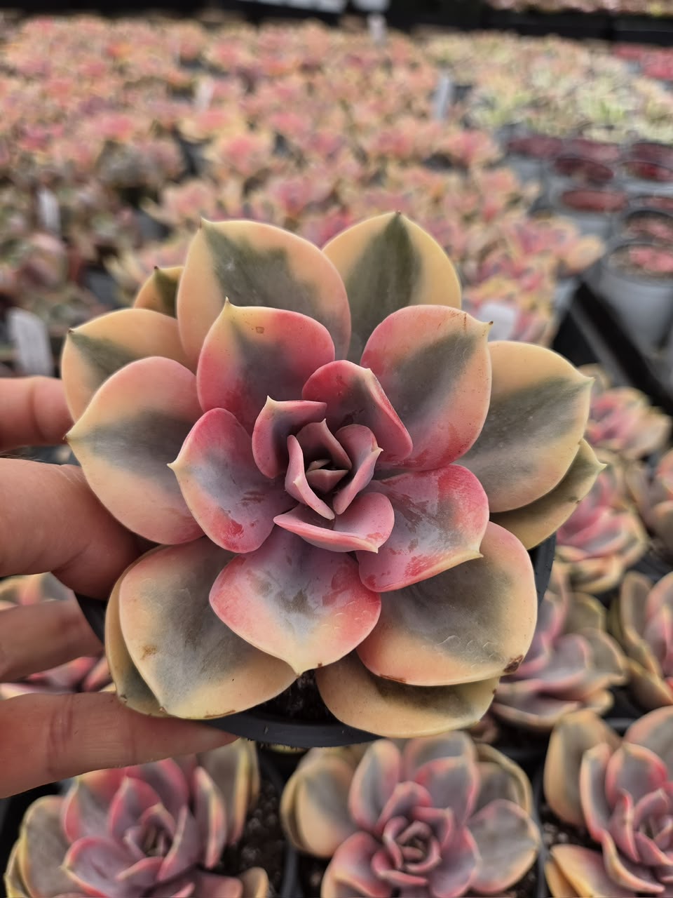 Echeveria rainbow 4”