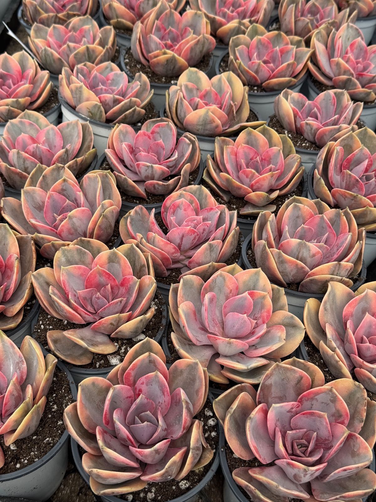 Echeveria rainbow 4”