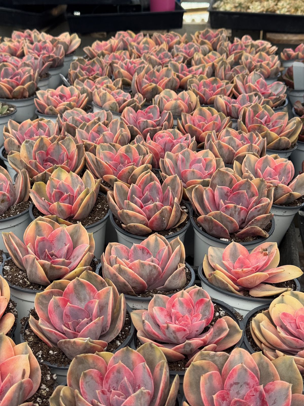 Echeveria rainbow 4”