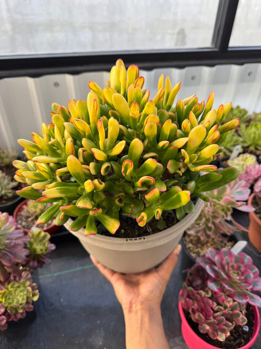 Crassula ovata gollum variegada Jumbo