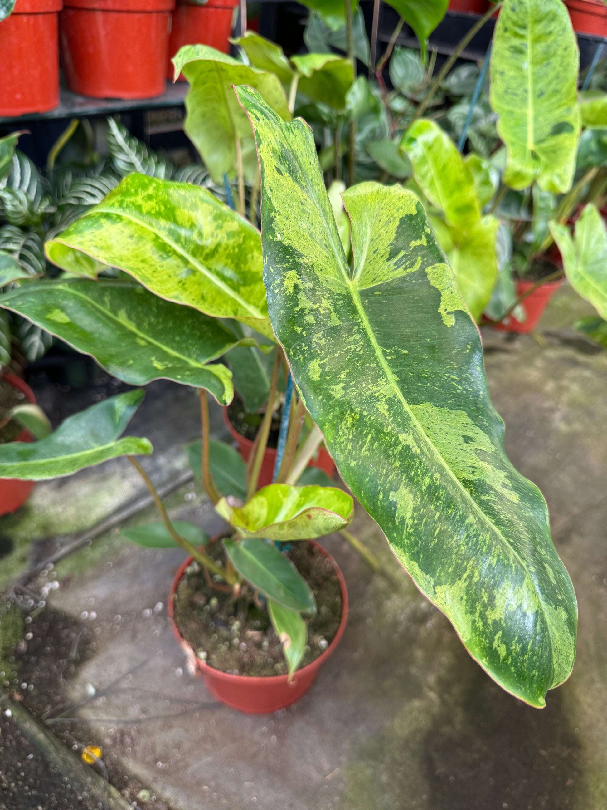philodendron precio Philodendron paraíso verde cluster – TiaJuanas Plants México