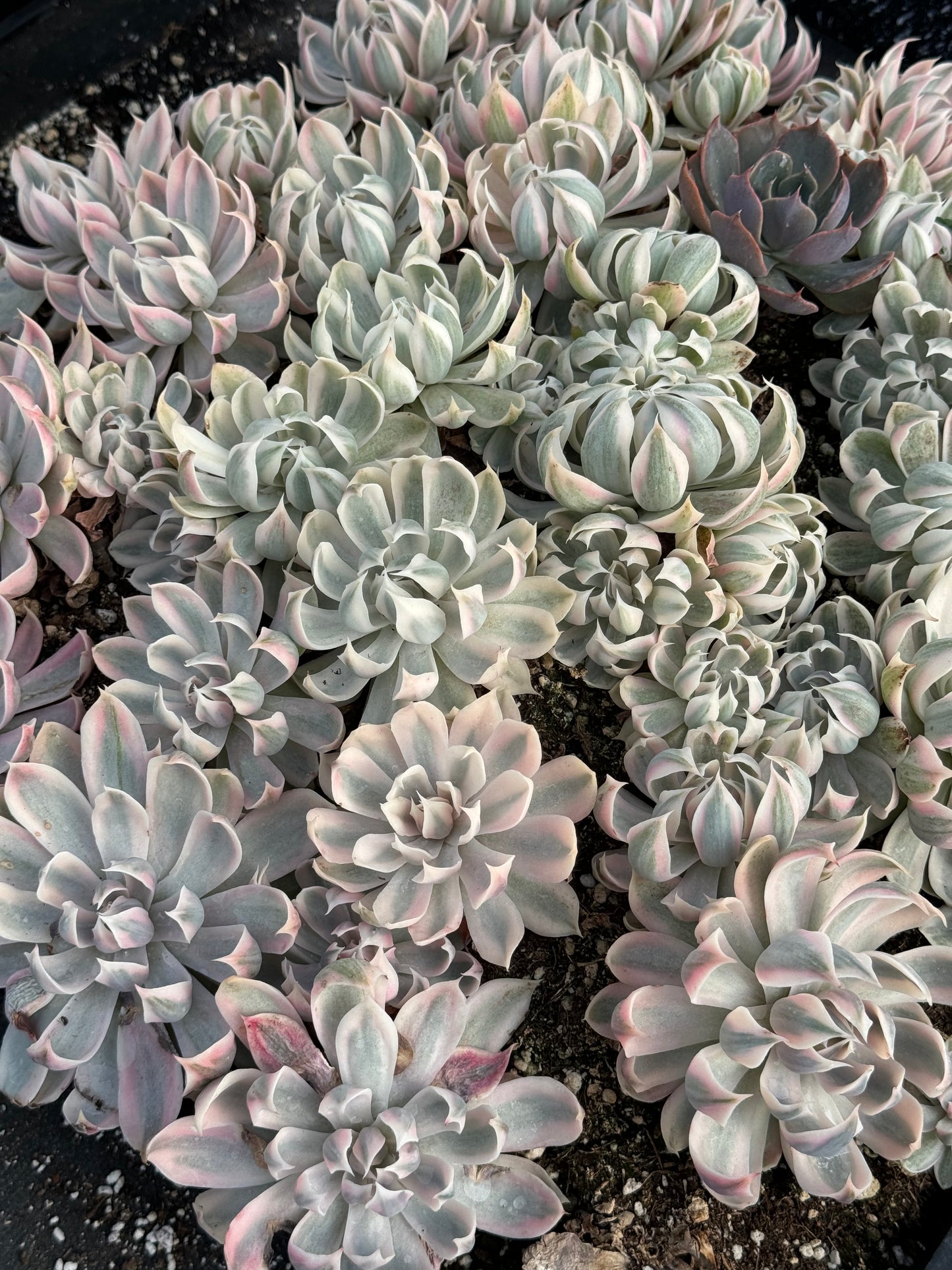 Echeveria Sophia Variegada