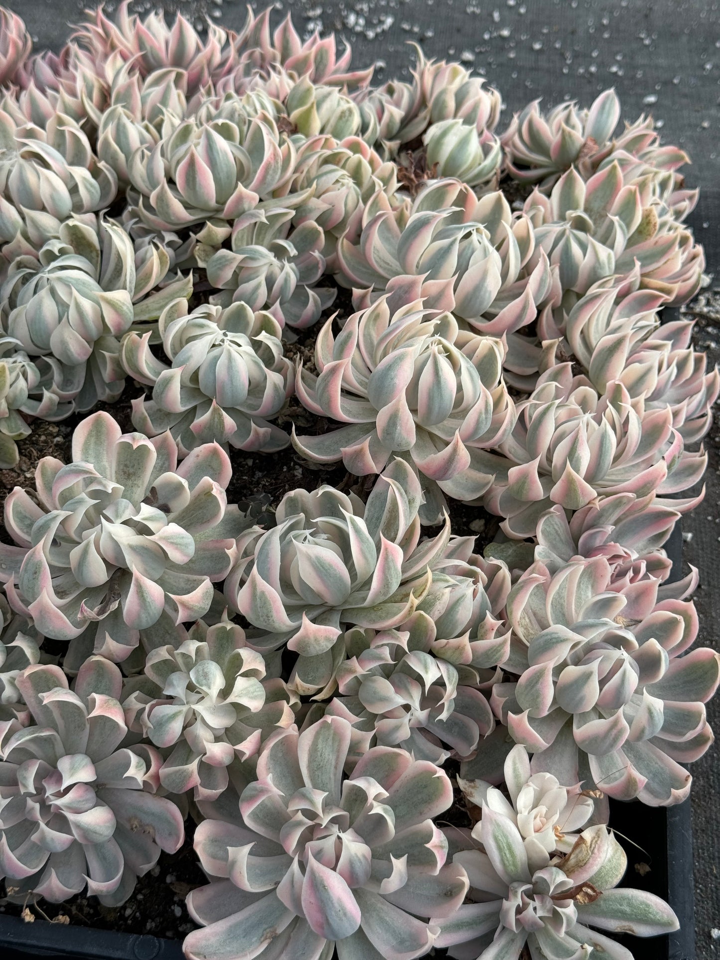 Echeveria Sophia Variegada