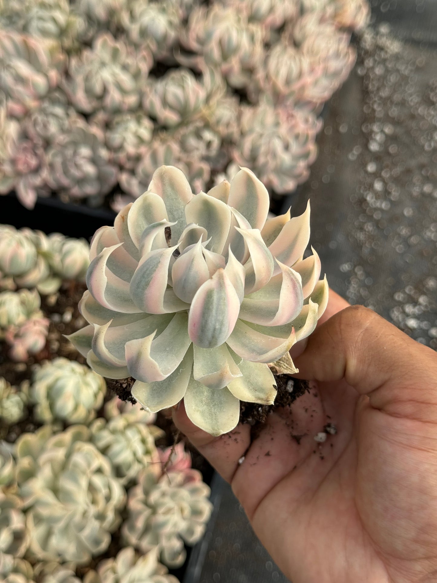 Echeveria Sophia Variegada