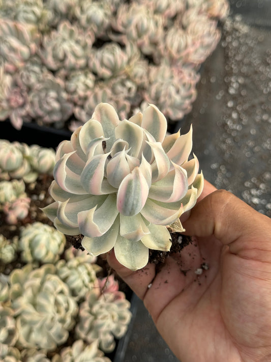 Echeveria Sophia Variegada