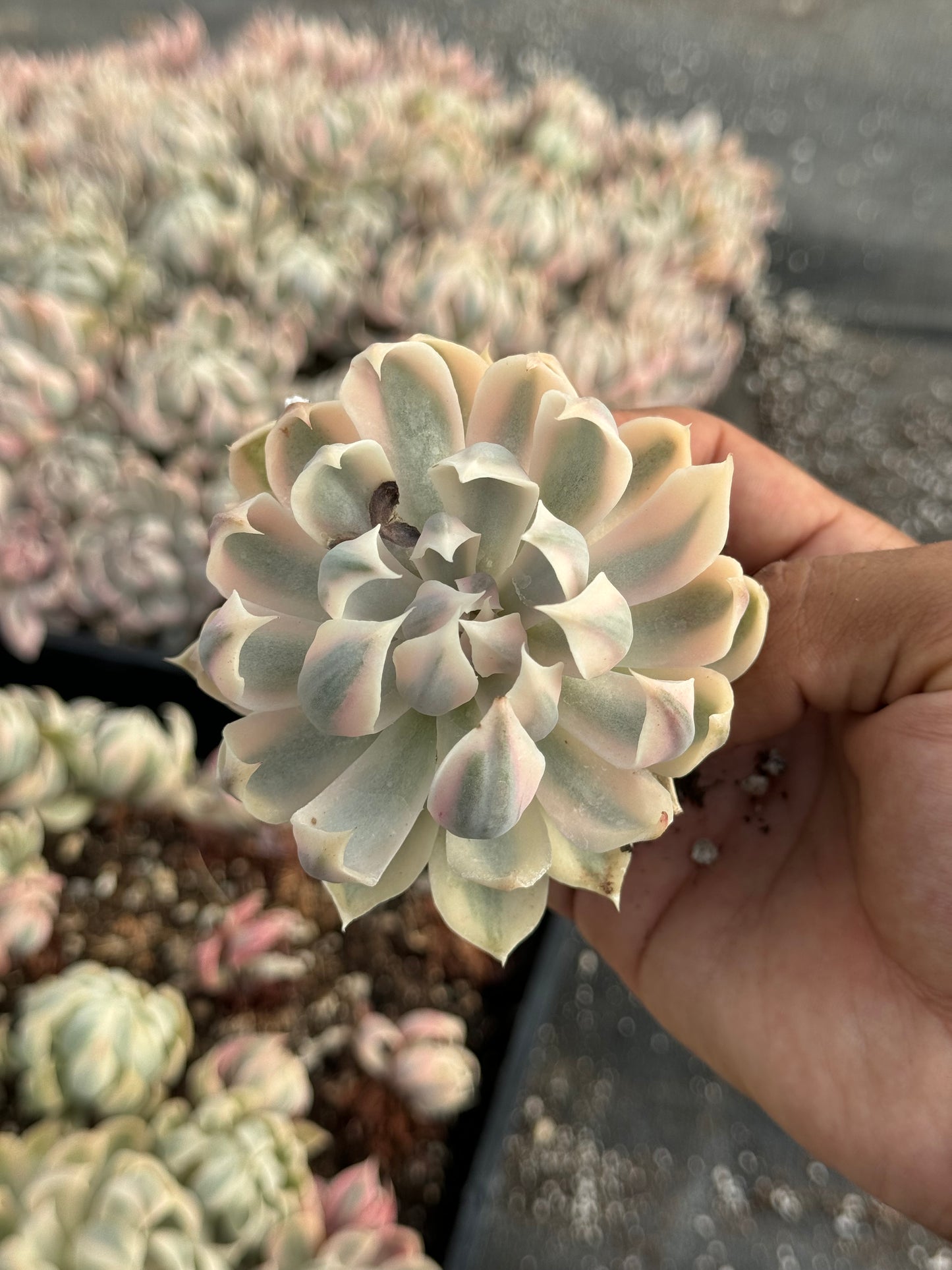 Echeveria Sophia Variegada