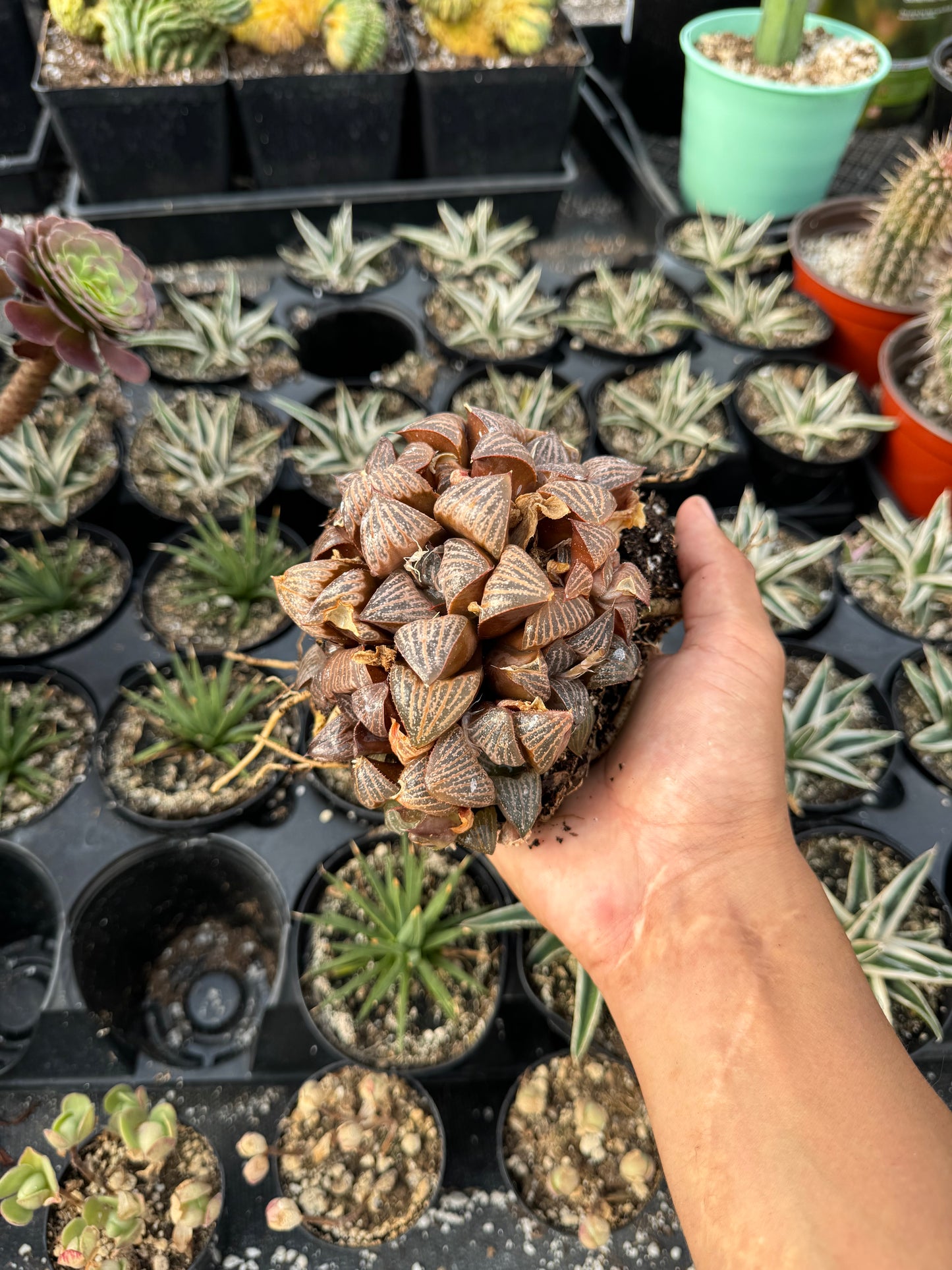 Haworthia splendens cluster