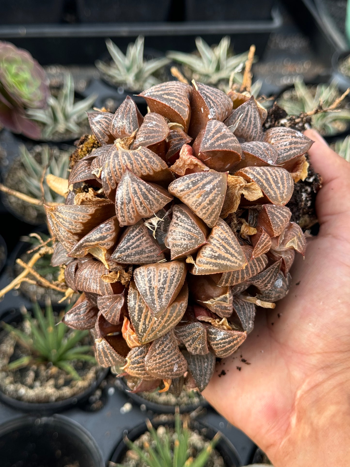 Haworthia splendens cluster