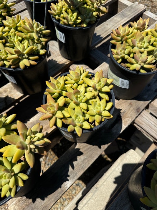 Sedum Adolphi Guacamole