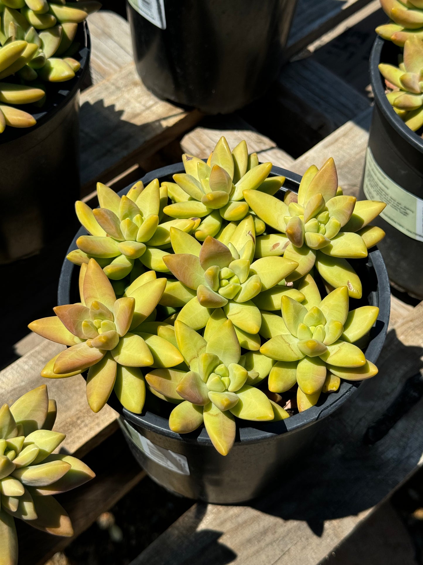 Sedum Adolphi Guacamole