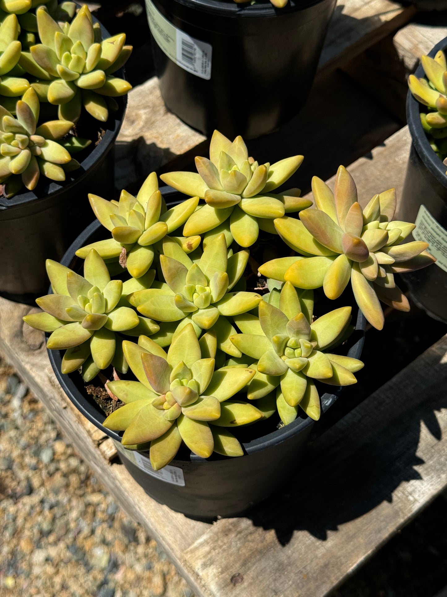 Sedum Adolphi Guacamole