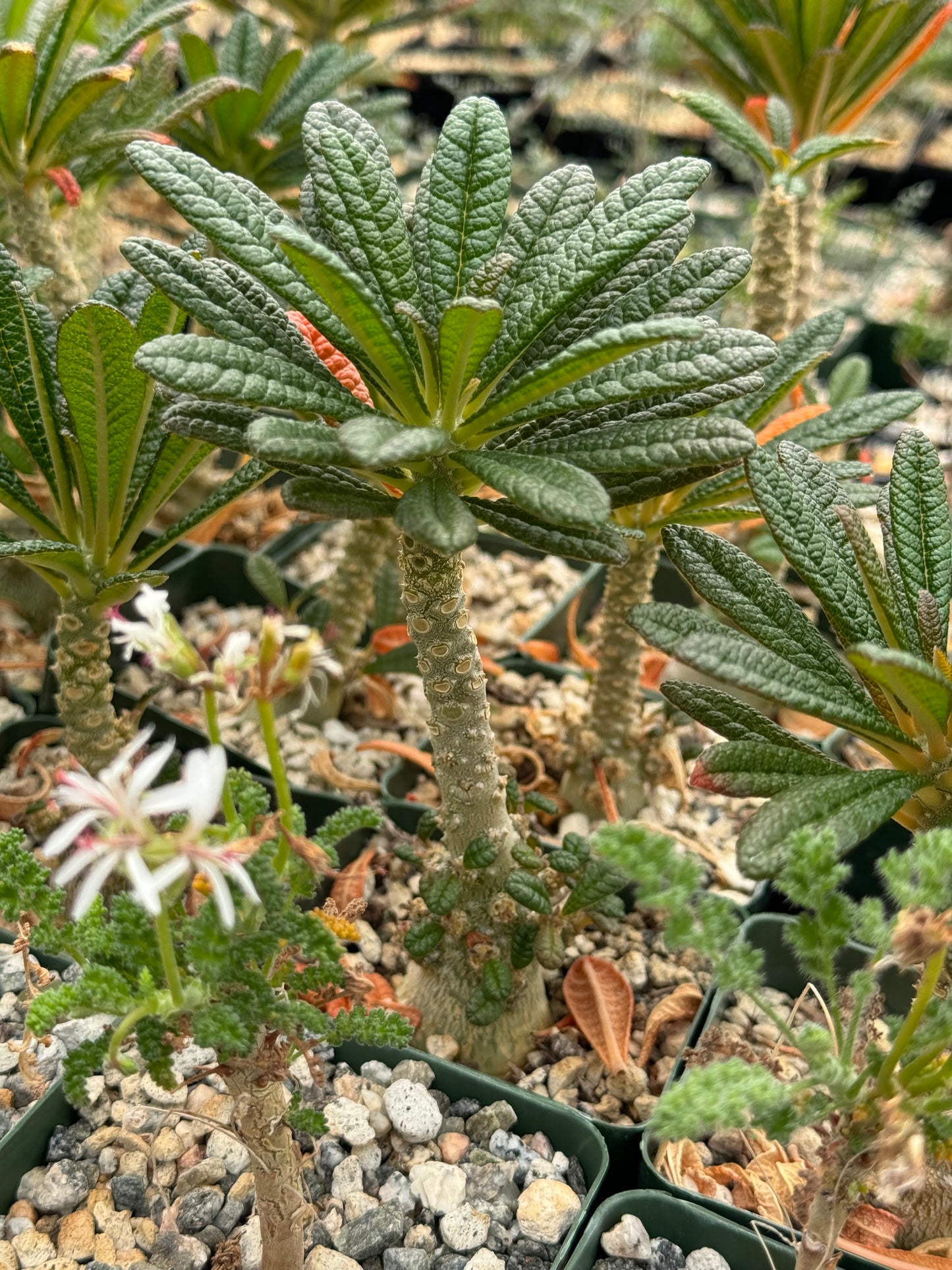 Dorstenia Gigas