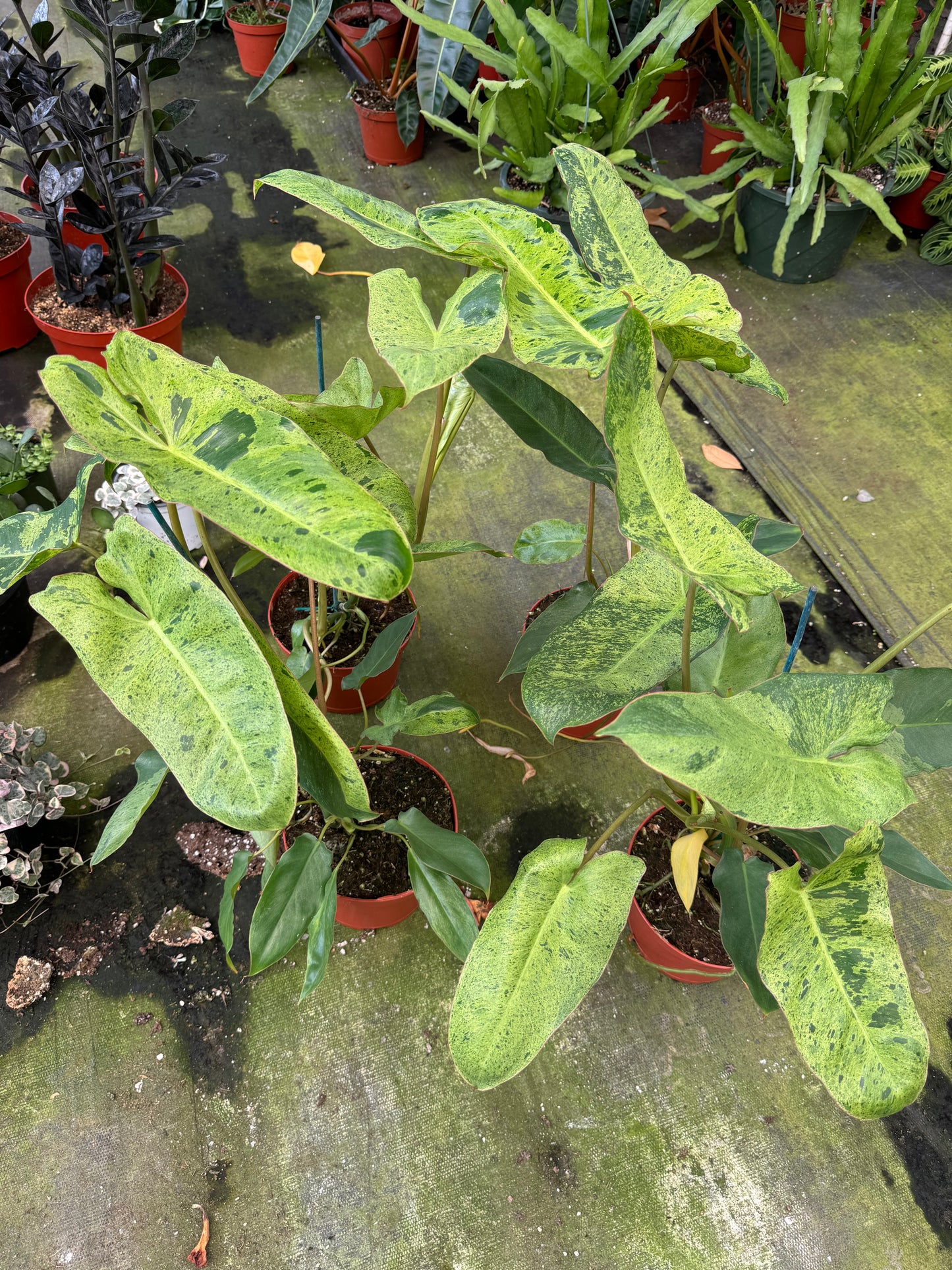 Philodendron paraíso verde cluster