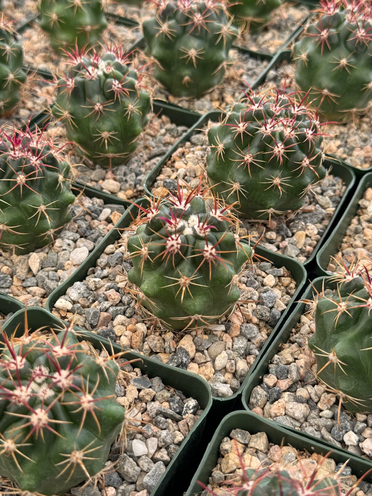 Ferocactus Viridescens v. orcutti