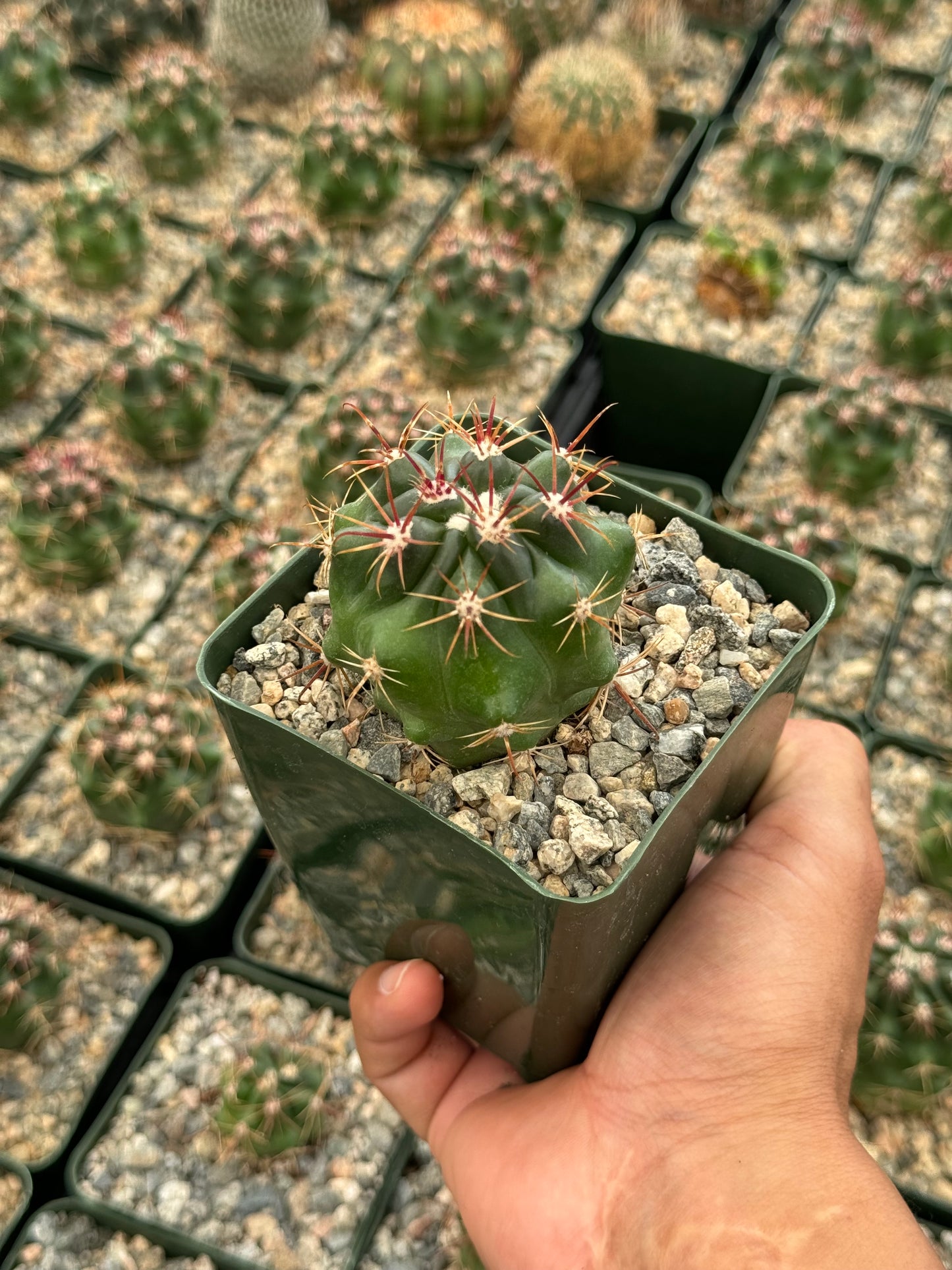 Ferocactus Viridescens v. orcutti