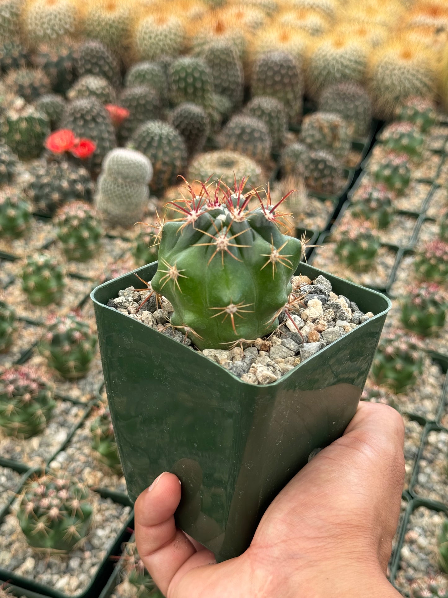 Ferocactus Viridescens v. orcutti