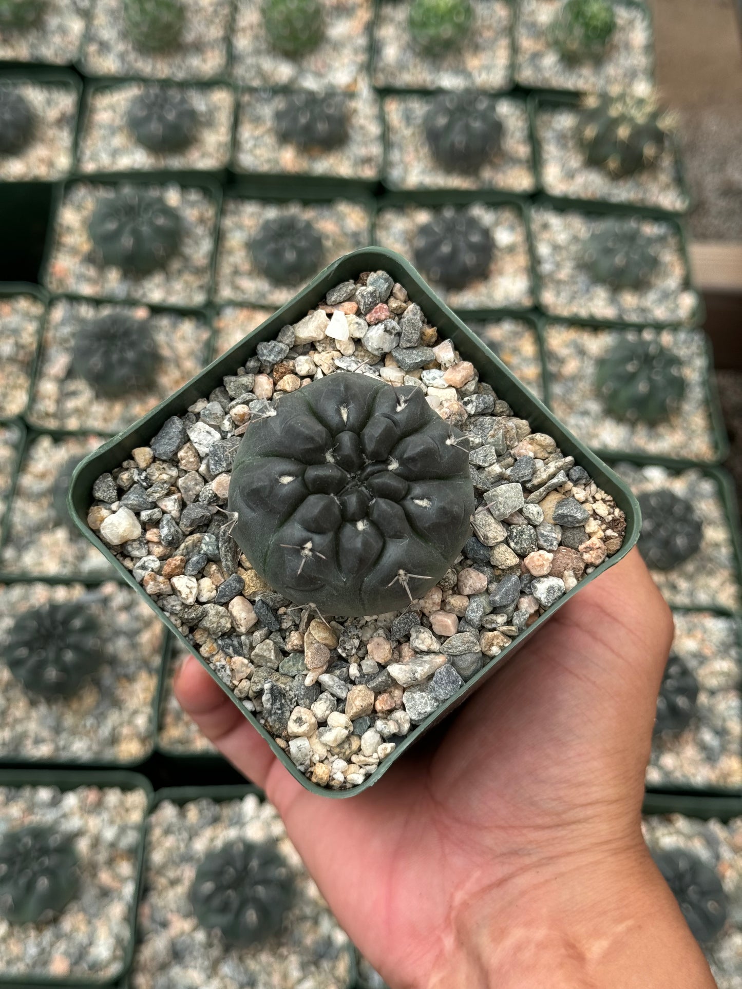 Gymnocalycium Dubniorum