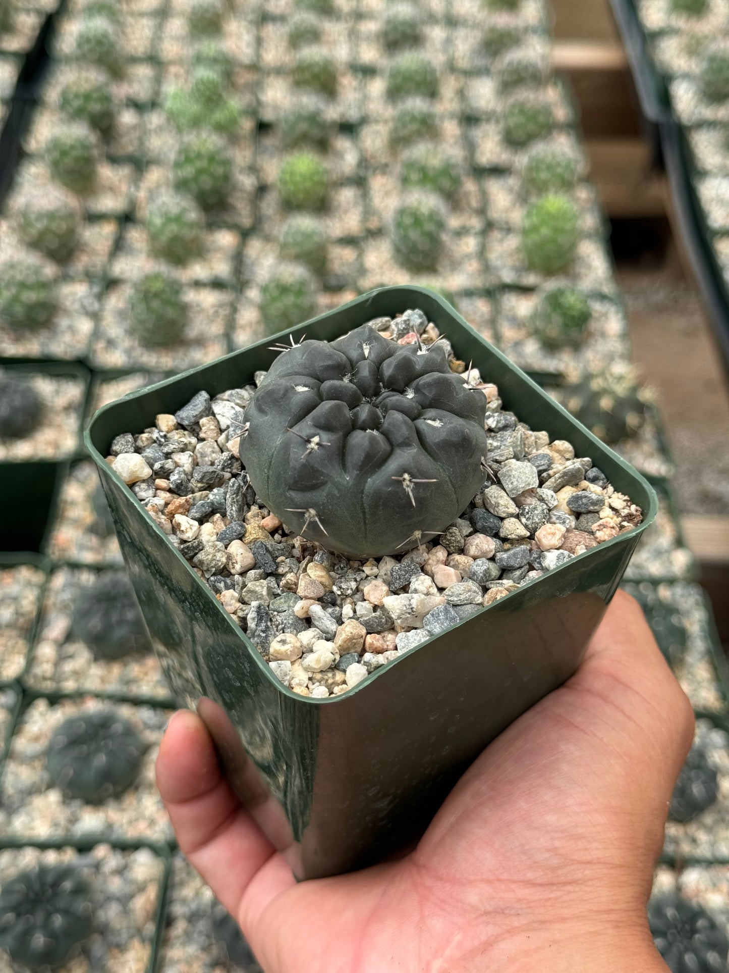 Gymnocalycium Dubniorum