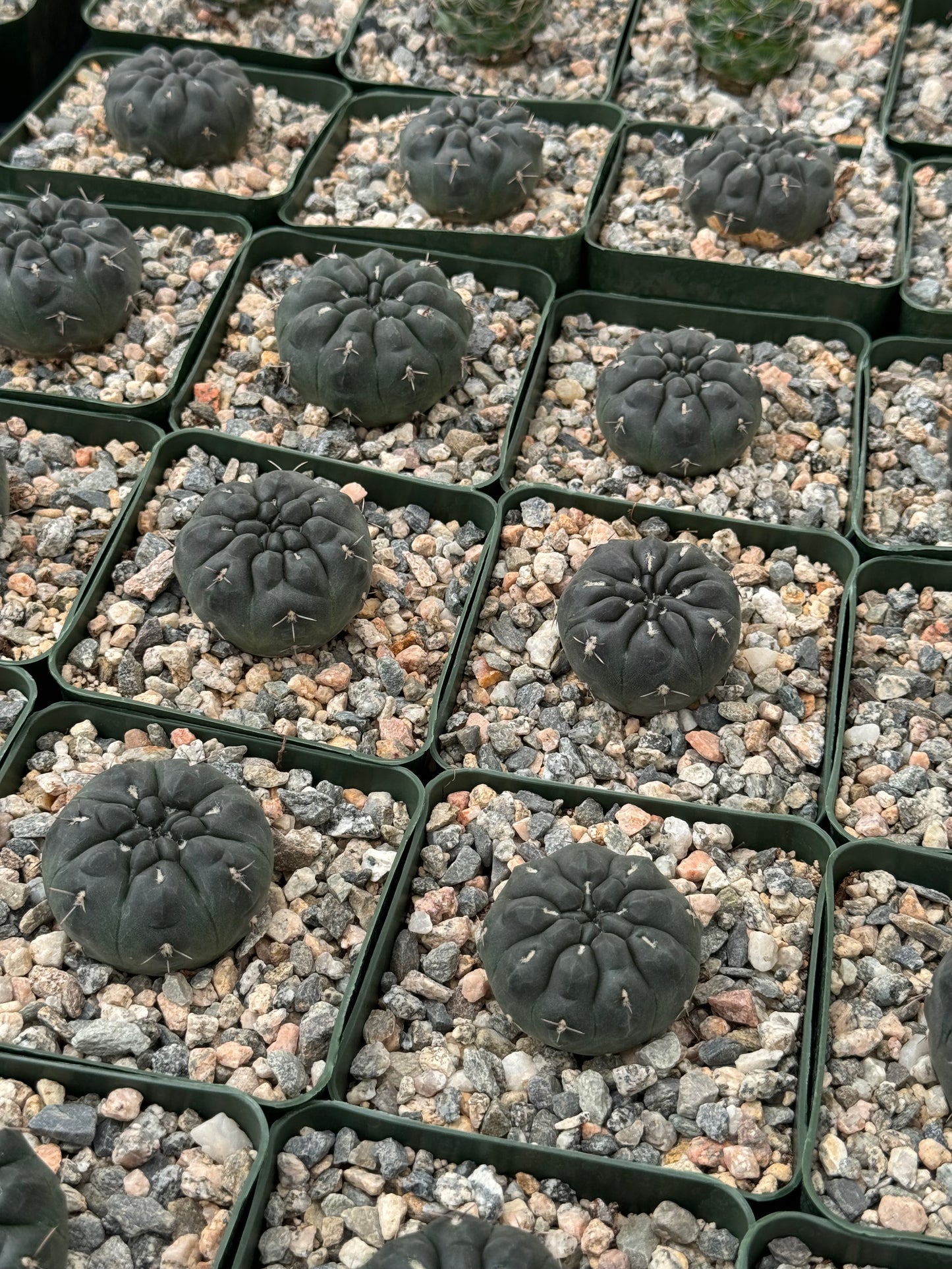 Gymnocalycium Dubniorum