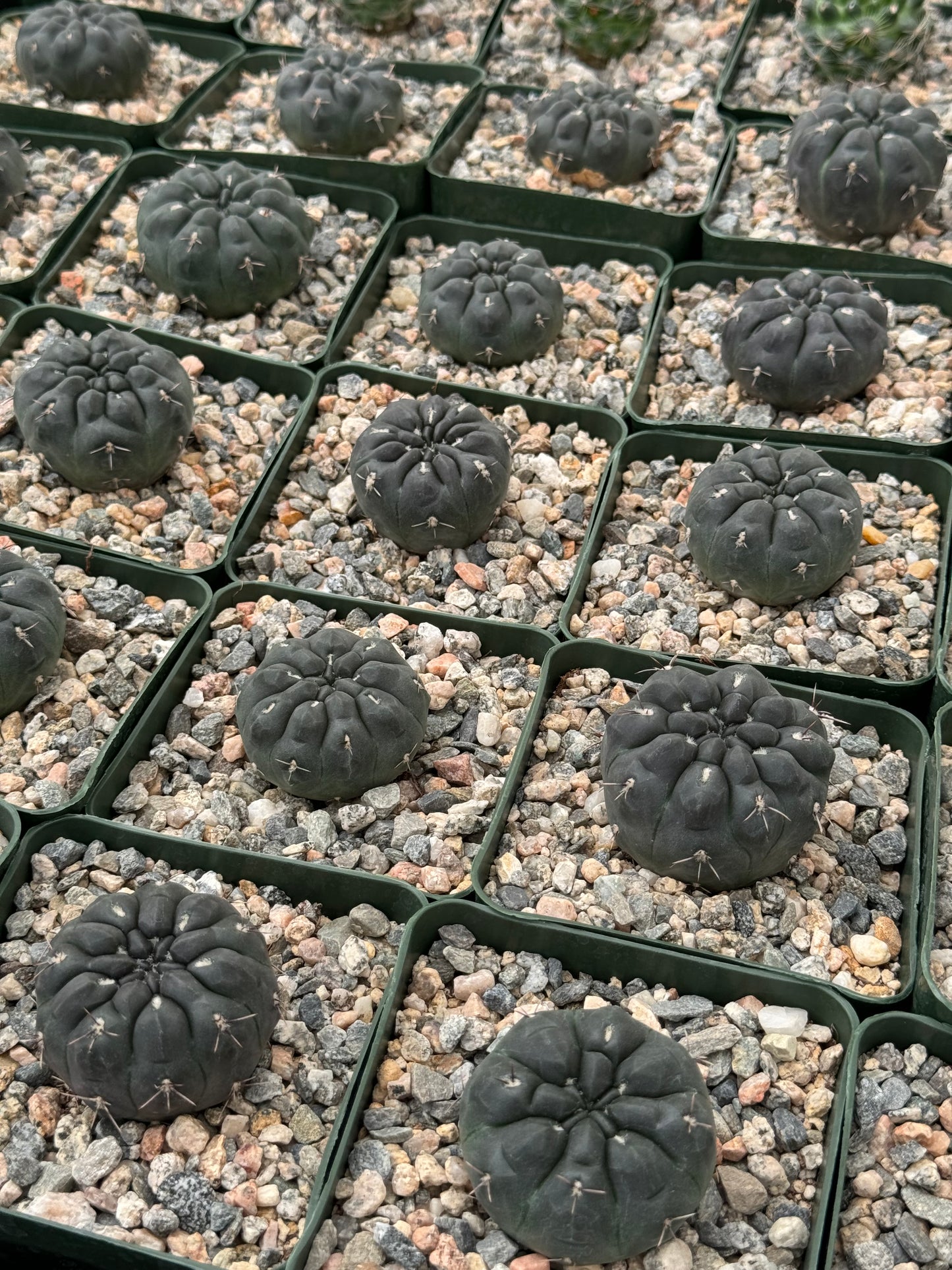 Gymnocalycium Dubniorum