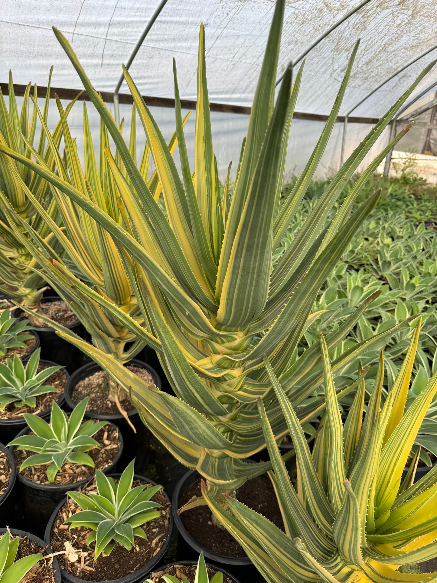 Aloe Hércules variegado Jumbo