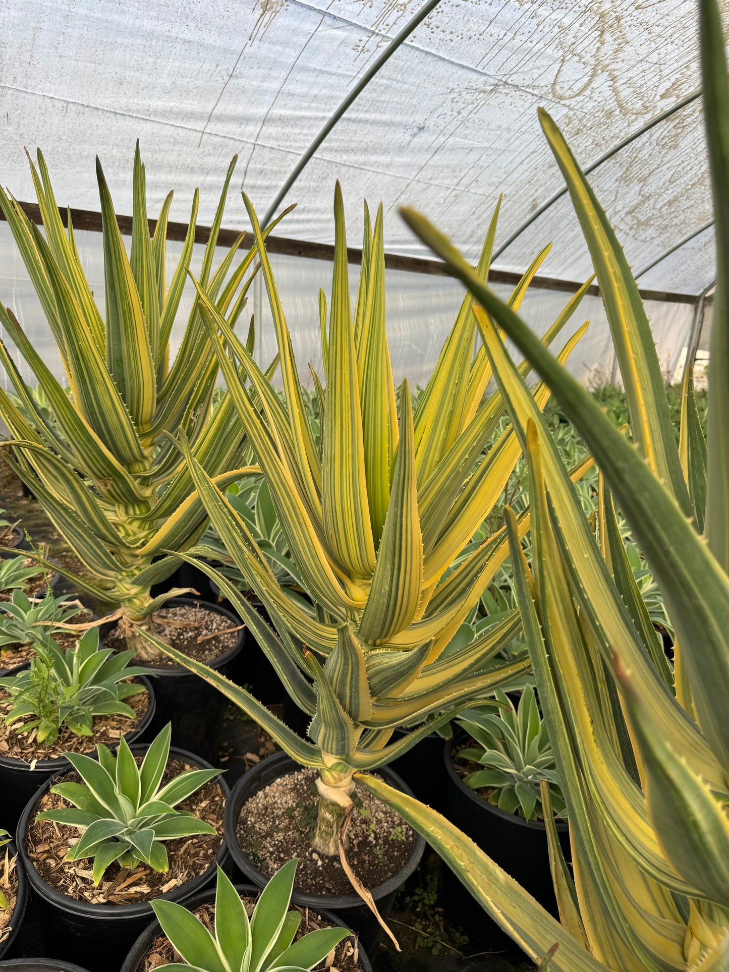 Aloe Hércules variegado Jumbo