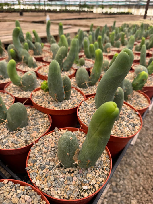 Trichocereus bridgesii f. Mounstruosos (cactus nepe)