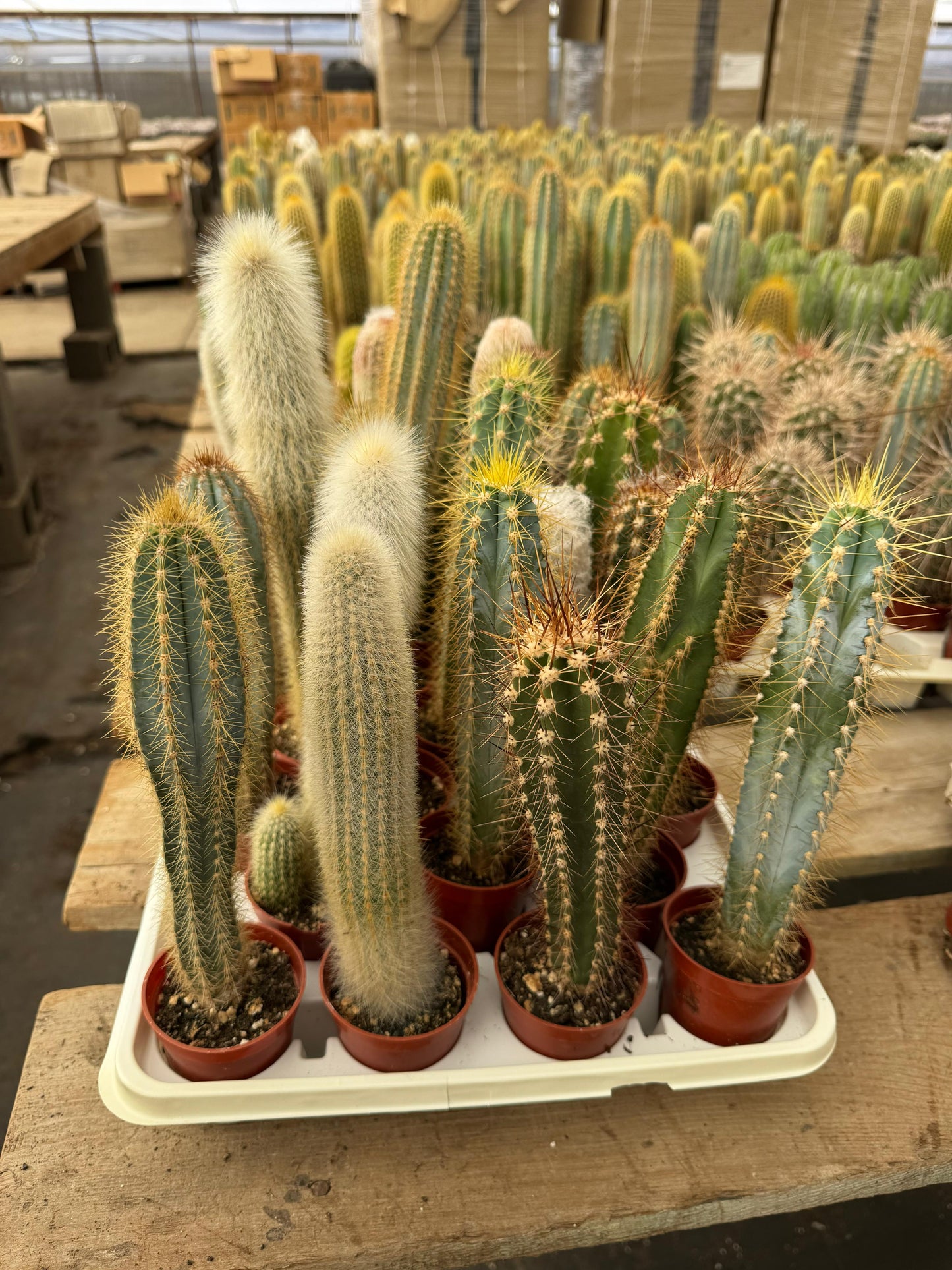 Charola de cactus columnares 28 macetas