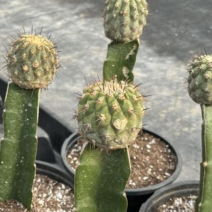 Injerto Copiapoa Cinerea