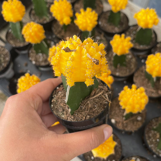 Injerto Gymnocalycium amarillo chico