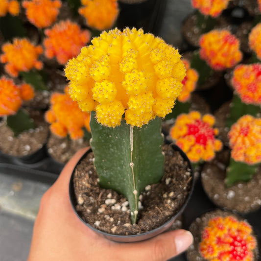 Injerto Gymnocalycium amarillo grande