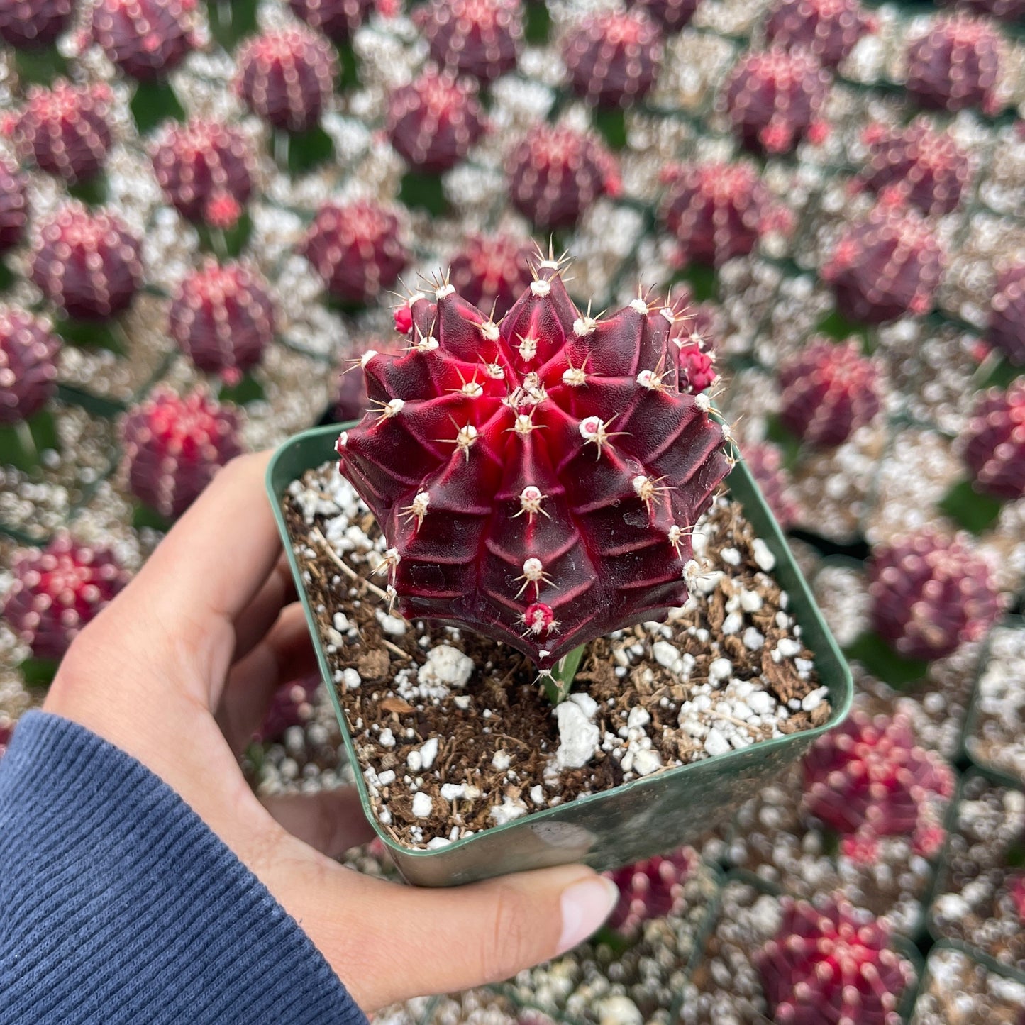 Injerto Gymnocalycium morado