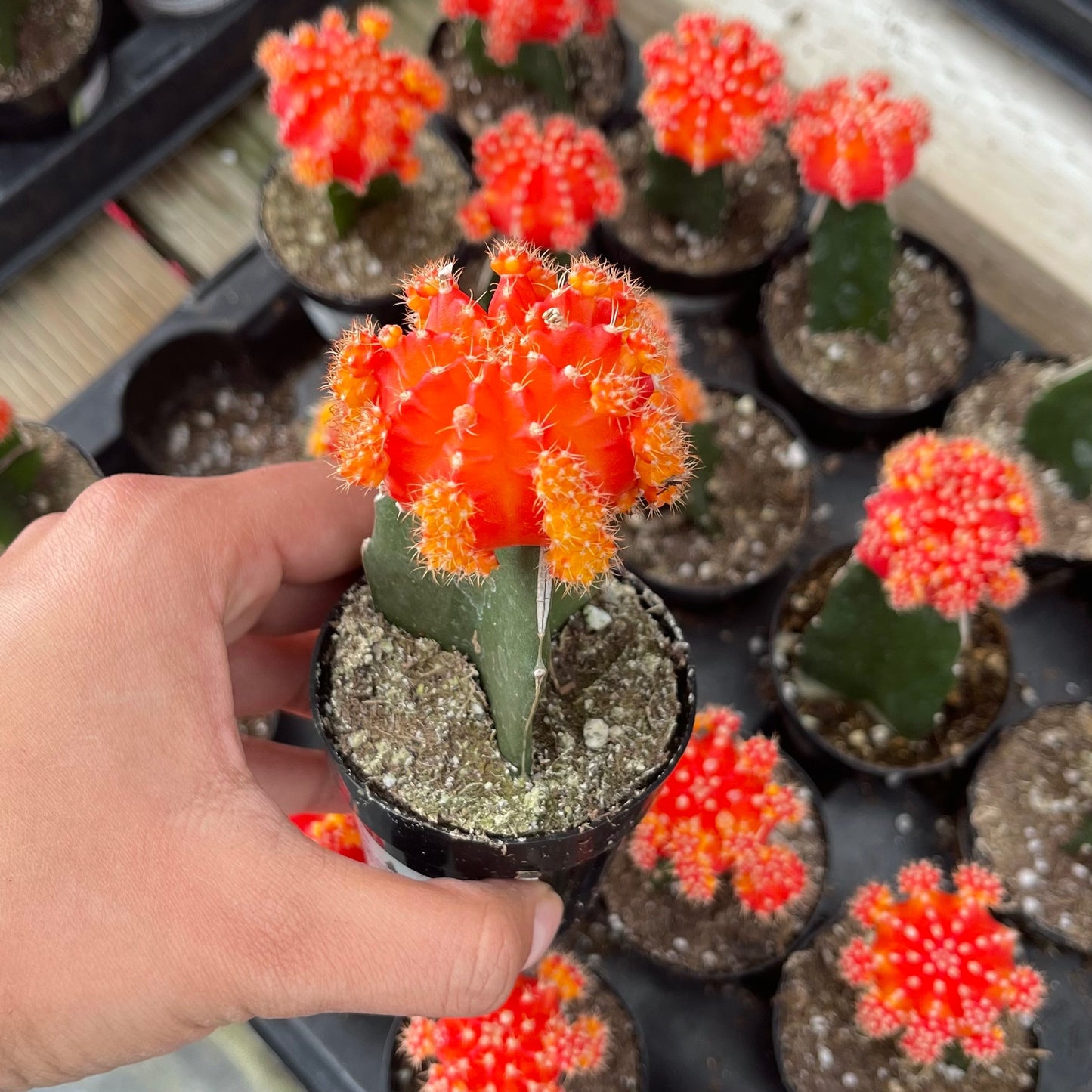 Injerto Gymnocalycium naranja chico