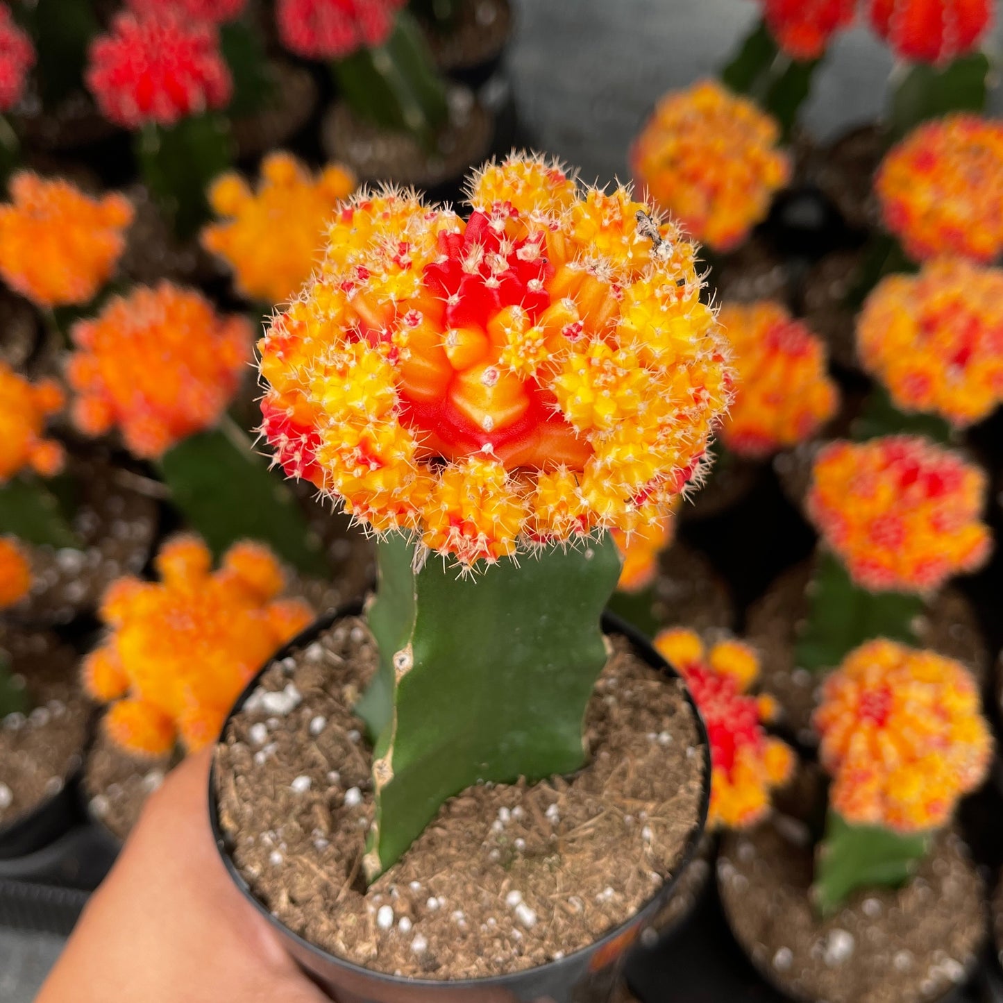 Injerto Gymnocalycium naranja grande