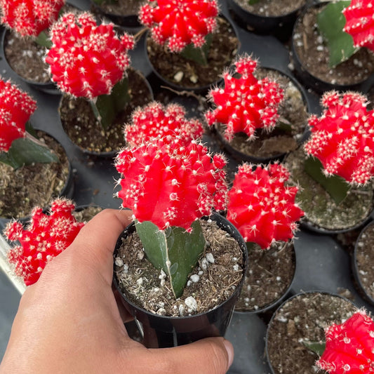 Injerto Gymnocalycium rojo chico