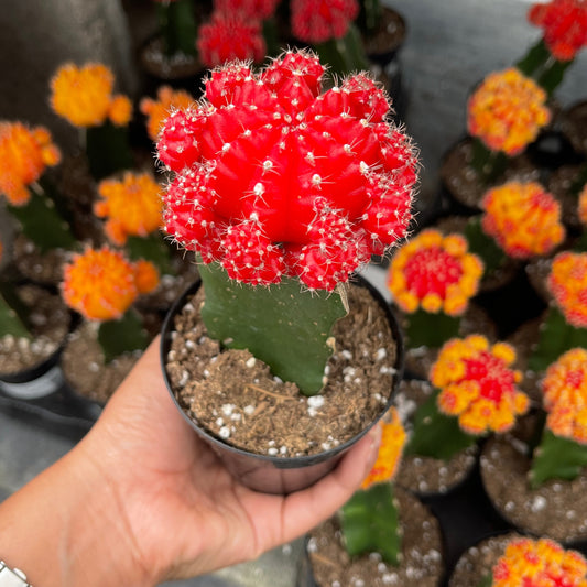 Injerto Gymnocalycium rojo grande