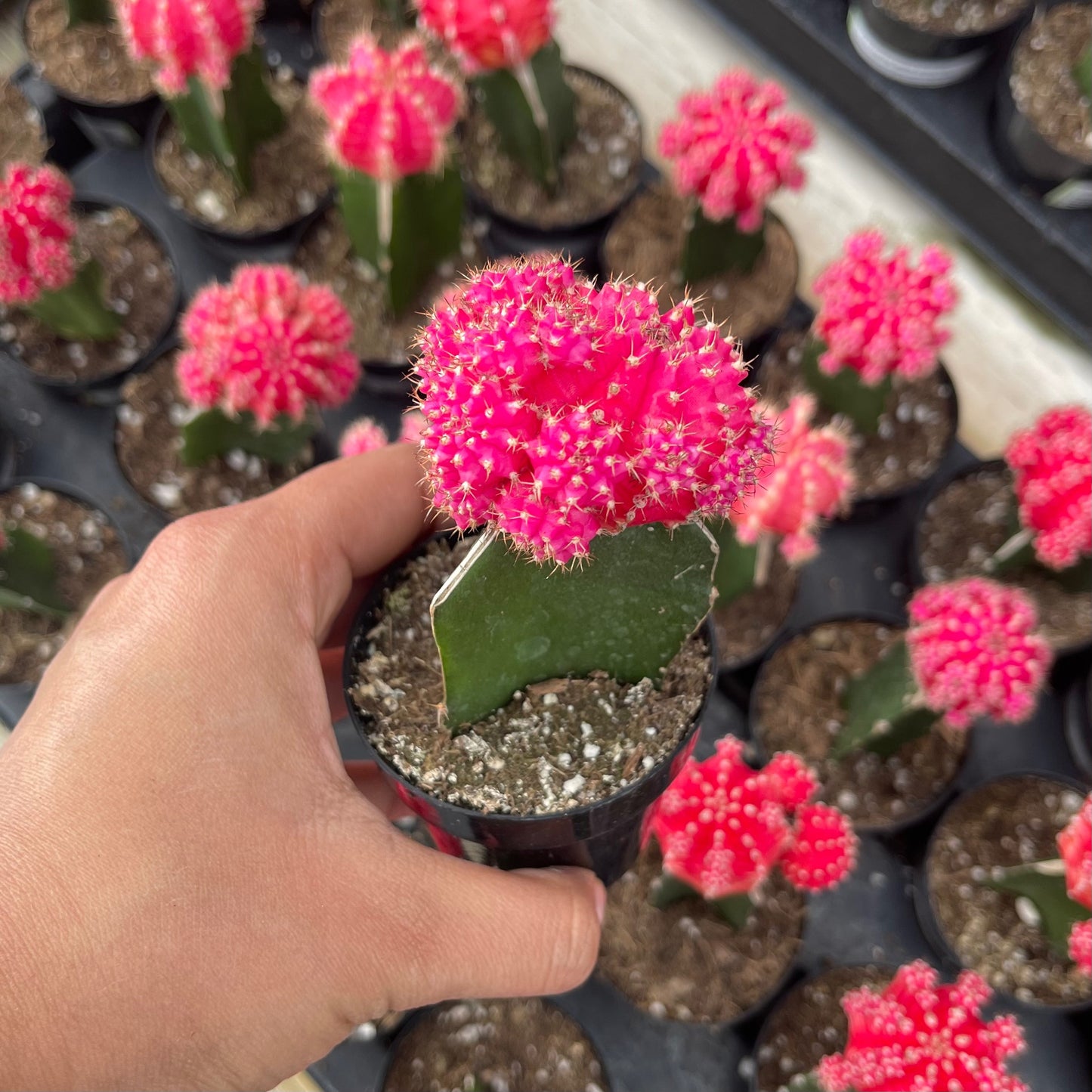 Injerto Gymnocalycium rosa chico