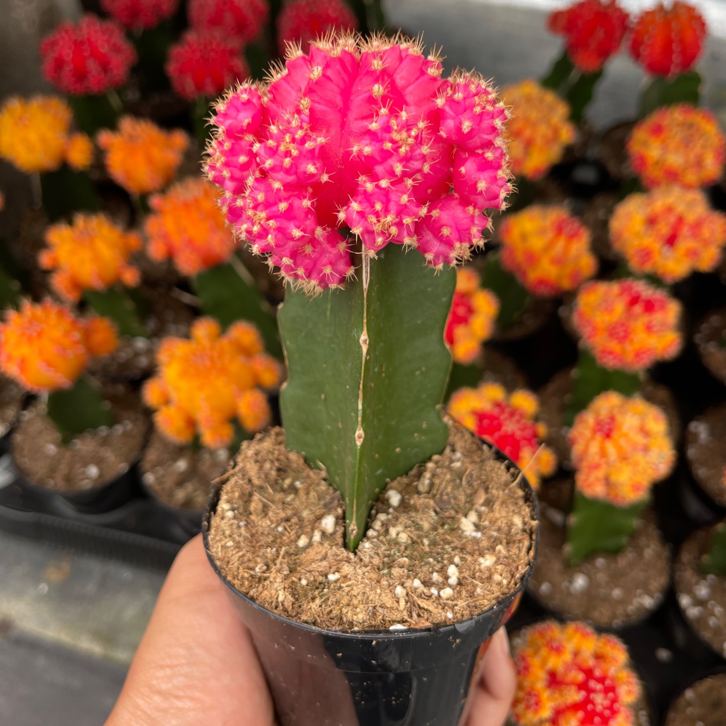 Injerto Gymnocalycium rosa grande