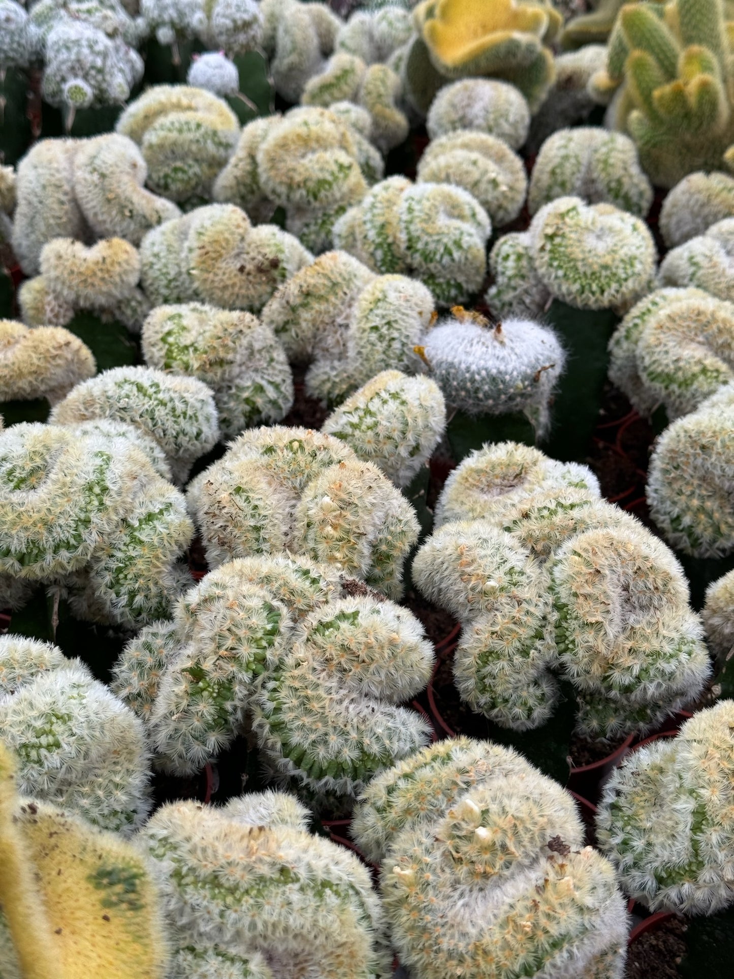 Injerto Mammillaria Carmenae