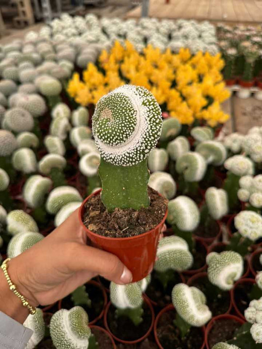 Injerto Notocactus scopa crestada