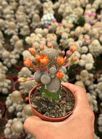 Injerto Rebutia heliosa var condorensis