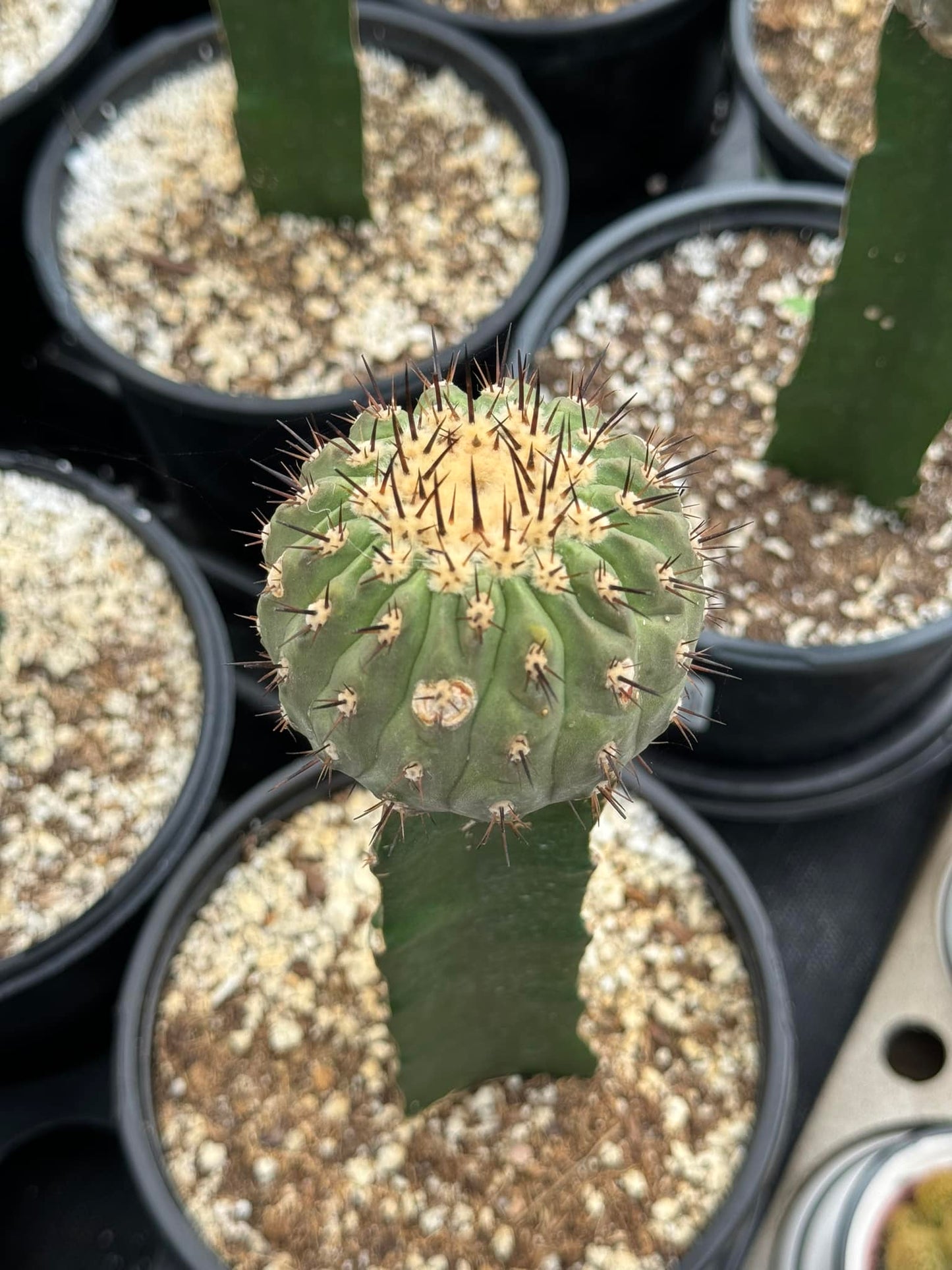 Injerto Copiapoa Cinerea