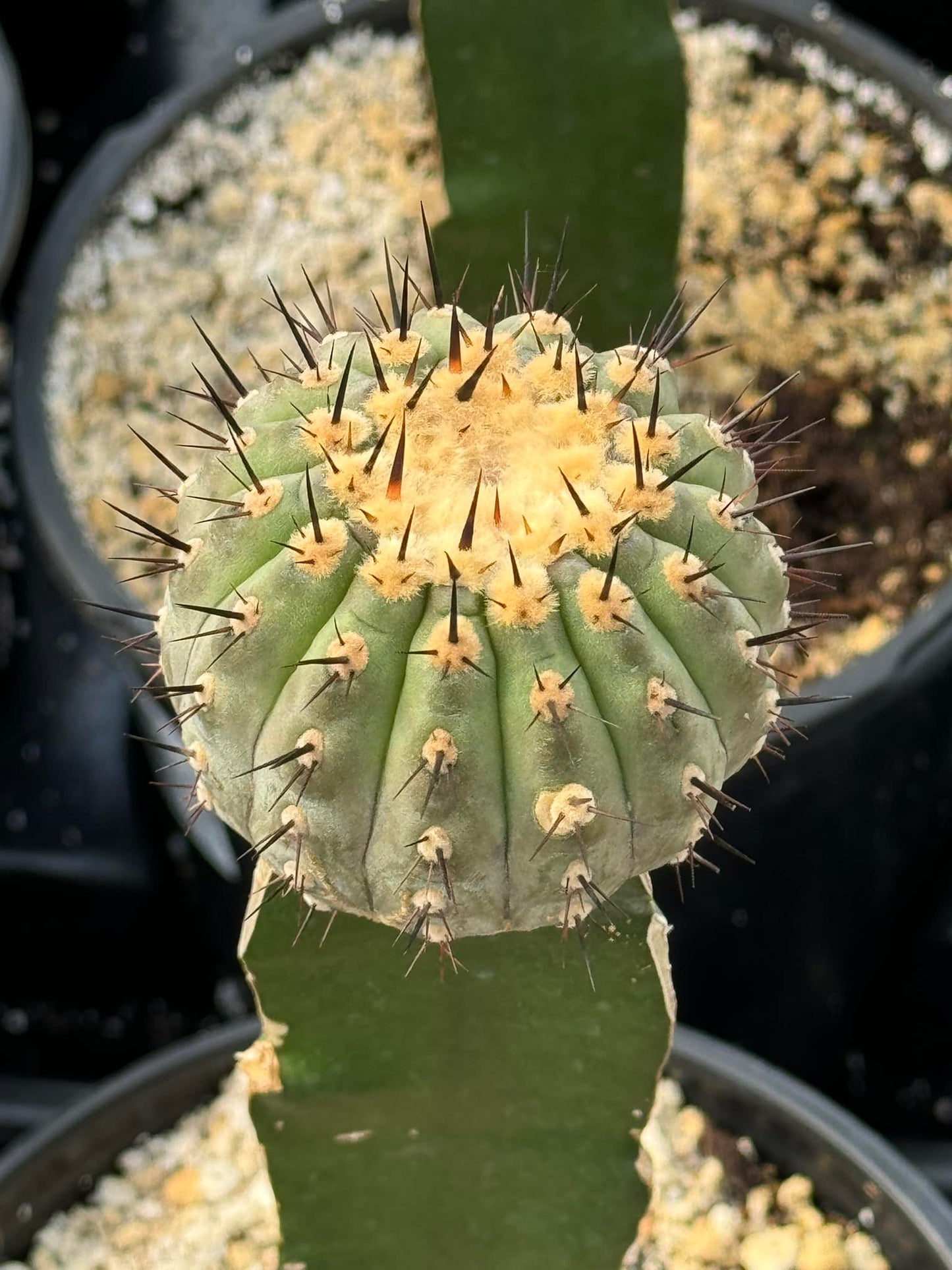 Injerto Copiapoa Cinerea